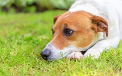 病人被狗咬未就医：3个月后发病去世！