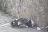 两初中生不戴头盔骑改装电摩撞墙：均丧命！