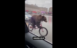 你能分辨出吗！莫斯科熊骑自行车AI视频爆火 骗过百万网友！