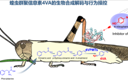 中科院破解蝗虫“交流暗号” 引诱聚集起来一网打尽！