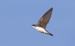 一商店20多年共来了42窝燕子筑巢：店主直呼不可思议！