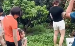 全红婵回家摘荔枝 家人一起画面太温馨了！