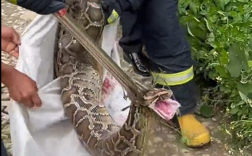 30斤巨蟒偷吃3只鸡 血盆大口吓得村民连连后退！