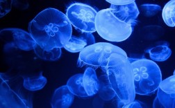 芬兰首次发现“巨型病毒”直径约200纳米 刷新生命认知！