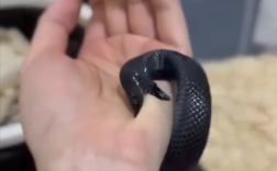 异宠博主给黑王蛇换水被咬住数秒：擦了点碘伏!