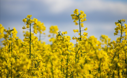 我国科学家发现油菜增产关键新基因：单株产量提升25.3%！