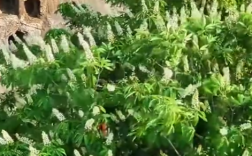 龙门石窟千年菩提已开出满树繁花 吸引不少游客打卡许愿!