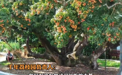 活了上千年！杨贵妃同款最爱荔枝 曾卖1颗99元 京东1元起拍整树果实！