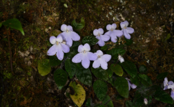 消失百年之久！我国成功拯救极危大花石蝴蝶！