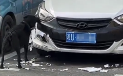 女子车停路边被狗啃到面目全非 本人发声：换保险杠得花1000元左右 保险不能赔！