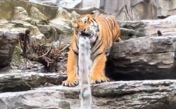 河南一老虎咬水管玩成“虎口瀑布”：游客还以为是雕塑！