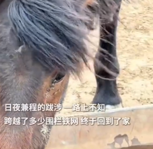蒙古马被卖后独自跋涉300里跑回家 眼角竟然流出了眼泪！-图1