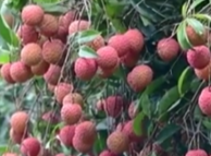 商家一上午卖出200多箱荔枝 丝毫不担心销路！-图1