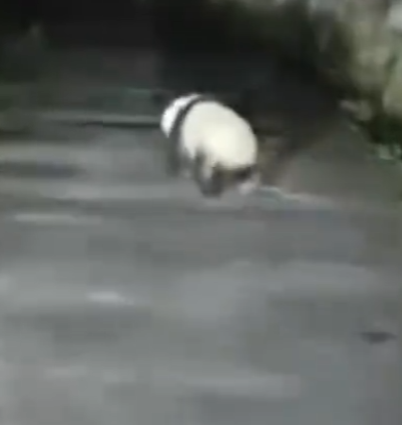 男子遇夜跑大熊猫一开始以为是猪 跑起来憨憨的！-图1