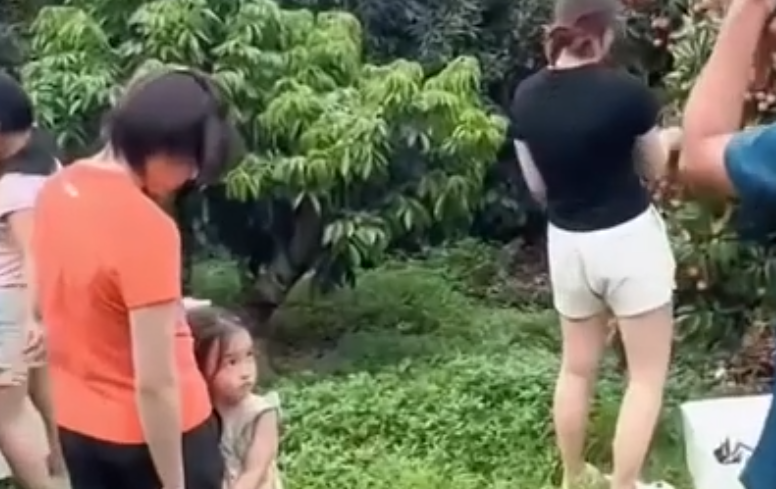 全红婵回家摘荔枝 家人一起画面太温馨了！-图1