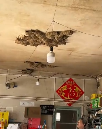 一商店20多年共来了42窝燕子筑巢 每天关门前回来！-图1